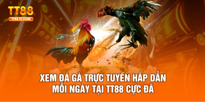 Xem Đá Gà Trực Tuyến Hấp Dẫn Mỗi Ngày Tại TT88 Cực Đã