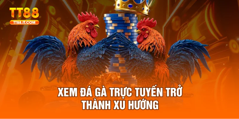 Xem đá gà trực tuyến đang là xu hướng giải trí hấp dẫn